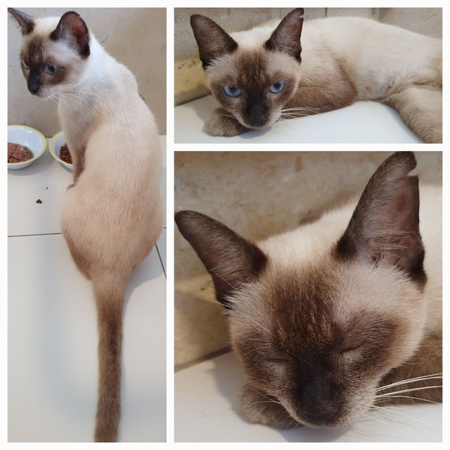 Xandra - Siamese + Domestic Short Hair Cat