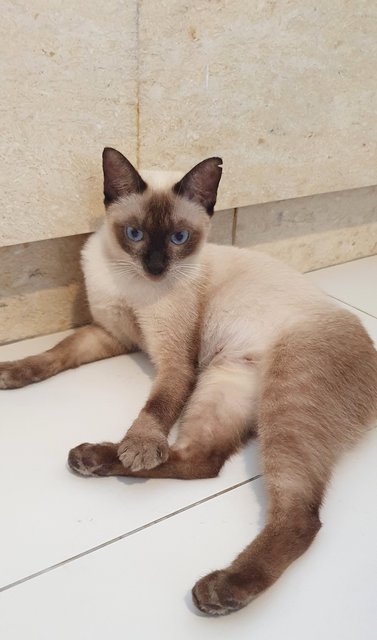 Xandra - Siamese + Domestic Short Hair Cat