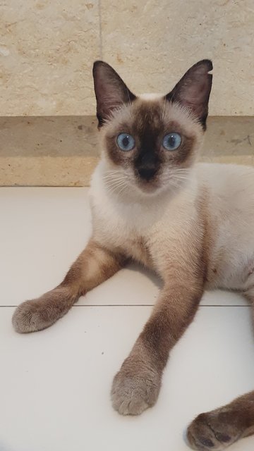 Xandra - Siamese + Domestic Short Hair Cat