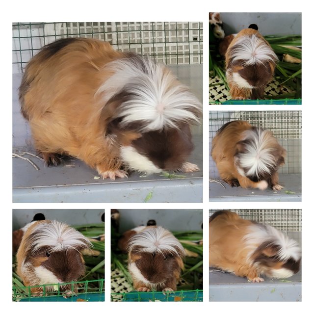 Calie And Friends - Guinea Pig Small & Furry