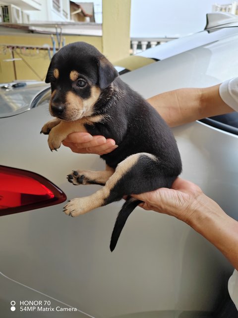 Baby - Rottweiler Mix Dog