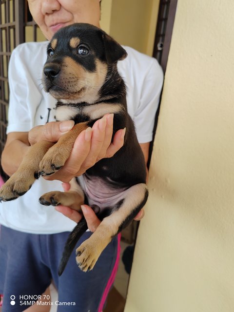 Baby - Rottweiler Mix Dog