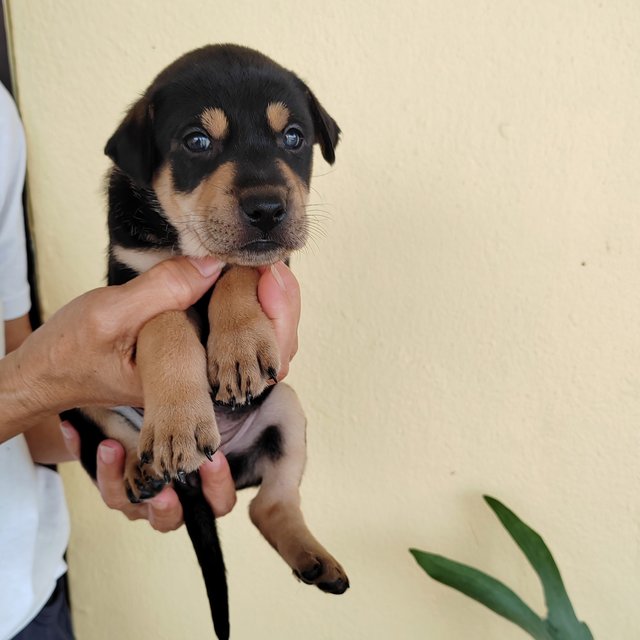 Baby - Rottweiler Mix Dog
