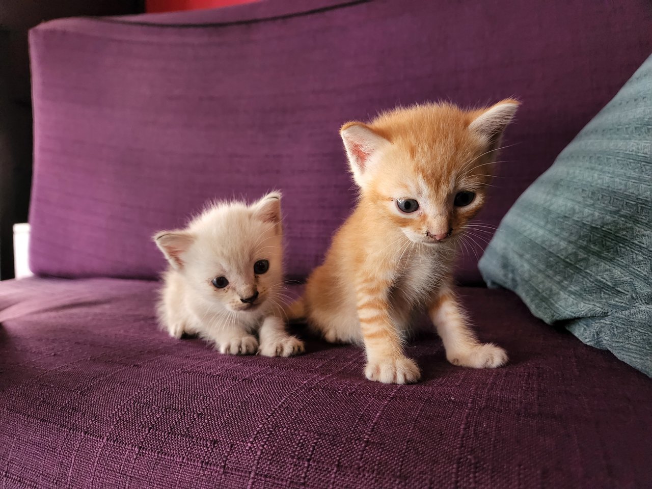 White Orange Mixed - Domestic Medium Hair Cat