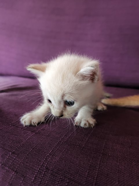 White Orange Mixed - Domestic Medium Hair Cat