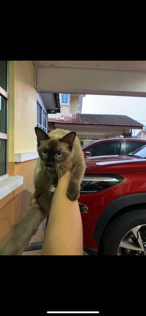 Siamese - Siamese Cat