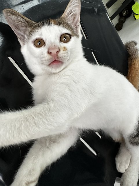 Beautiful Baby Calico - Domestic Medium Hair Cat