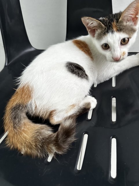 Beautiful Baby Calico - Domestic Medium Hair Cat