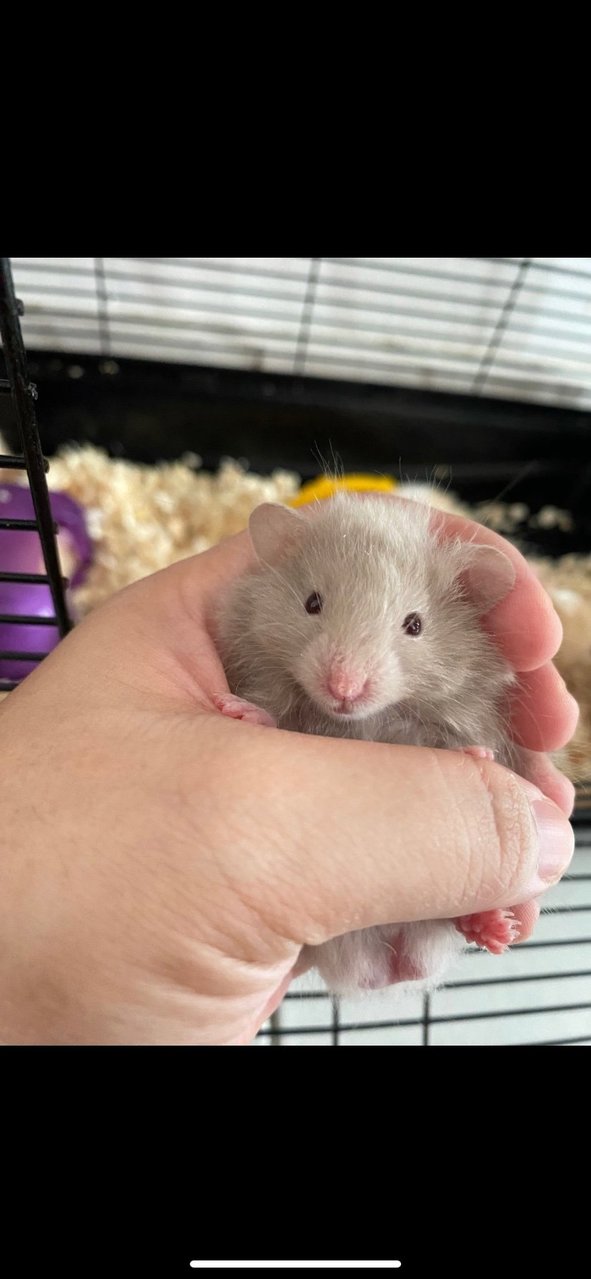 Syrian Baby Hamster - Syrian / Golden Hamster Hamster