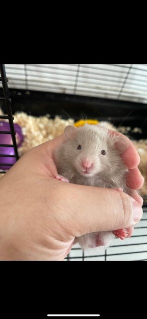 Syrian Baby Hamster - Syrian / Golden Hamster Hamster