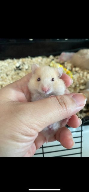 Syrian Baby Hamster - Syrian / Golden Hamster Hamster