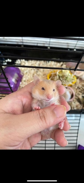 Syrian Baby Hamster - Syrian / Golden Hamster Hamster