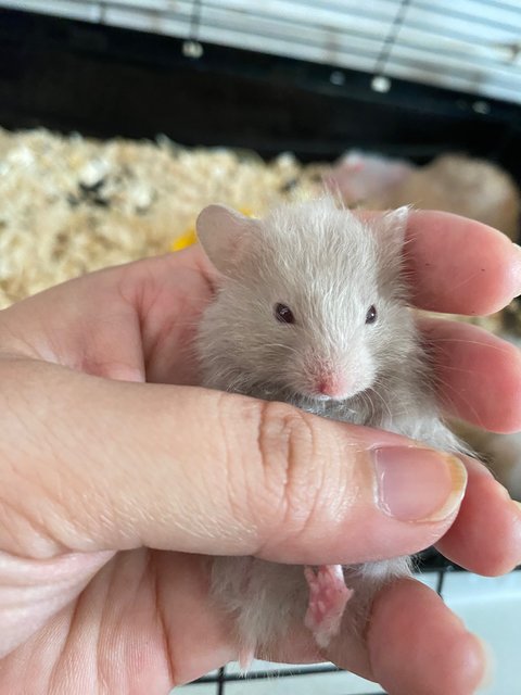 Syrian Baby Hamster - Syrian / Golden Hamster Hamster