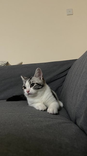 Haku - American Shorthair Cat