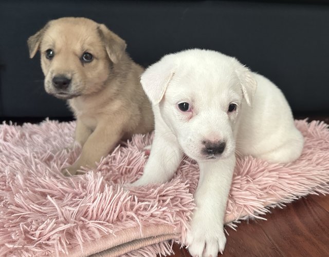 Lena And Ella  - Mixed Breed Dog