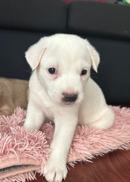 Lena And Ella  - Mixed Breed Dog