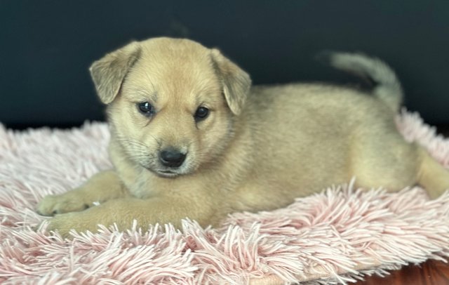 Lena And Ella  - Mixed Breed Dog