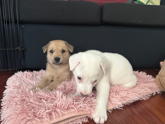 Lena And Ella  - Mixed Breed Dog