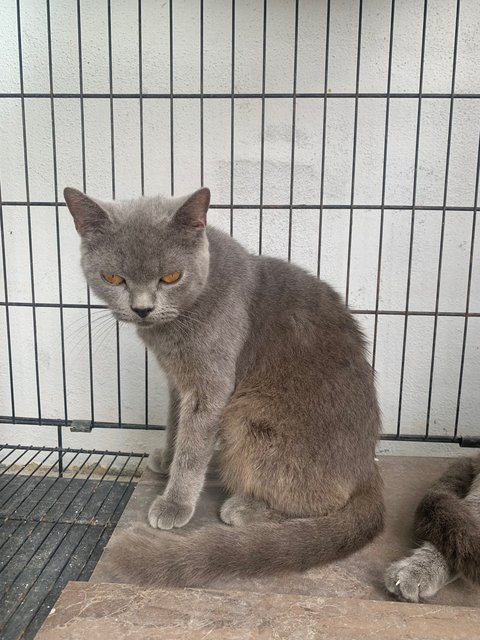 Chanel - British Shorthair Cat