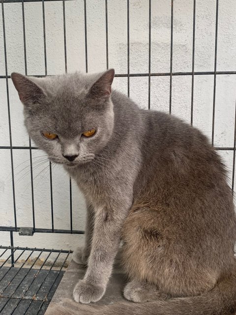 Chanel - British Shorthair Cat