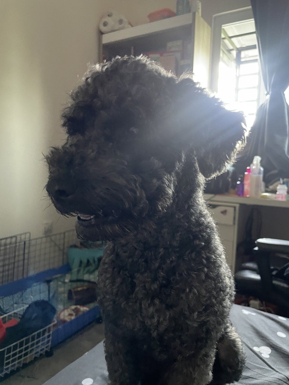 Rocky - Poodle Dog