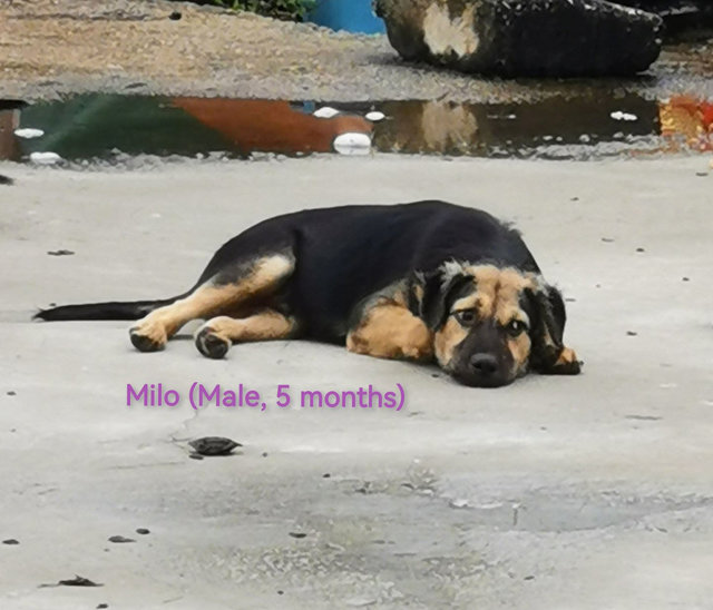 Emma, Milo, Millie  - Mixed Breed Dog