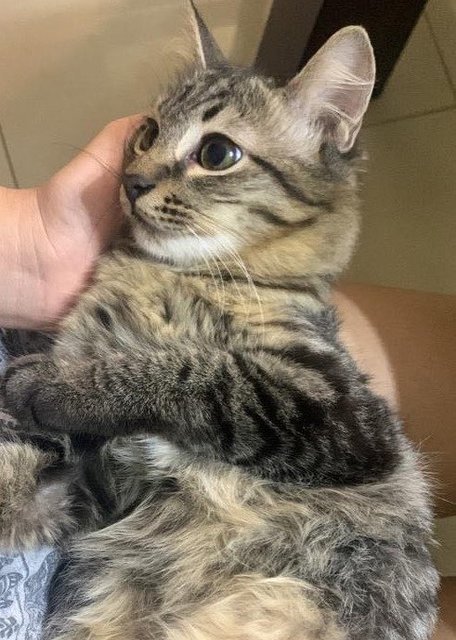 Smol - Ragdoll + Bengal Cat