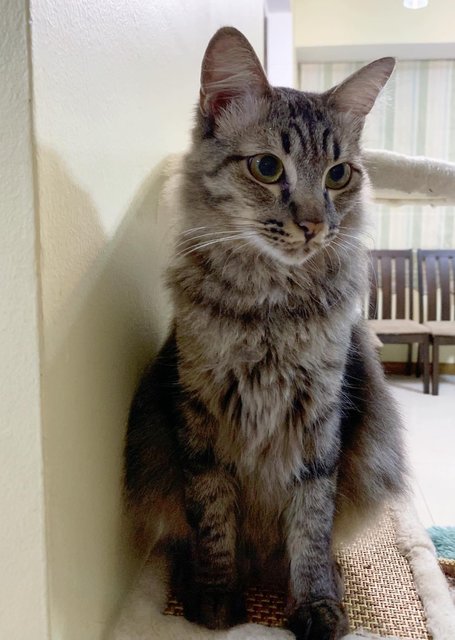 Smol - Ragdoll + Bengal Cat