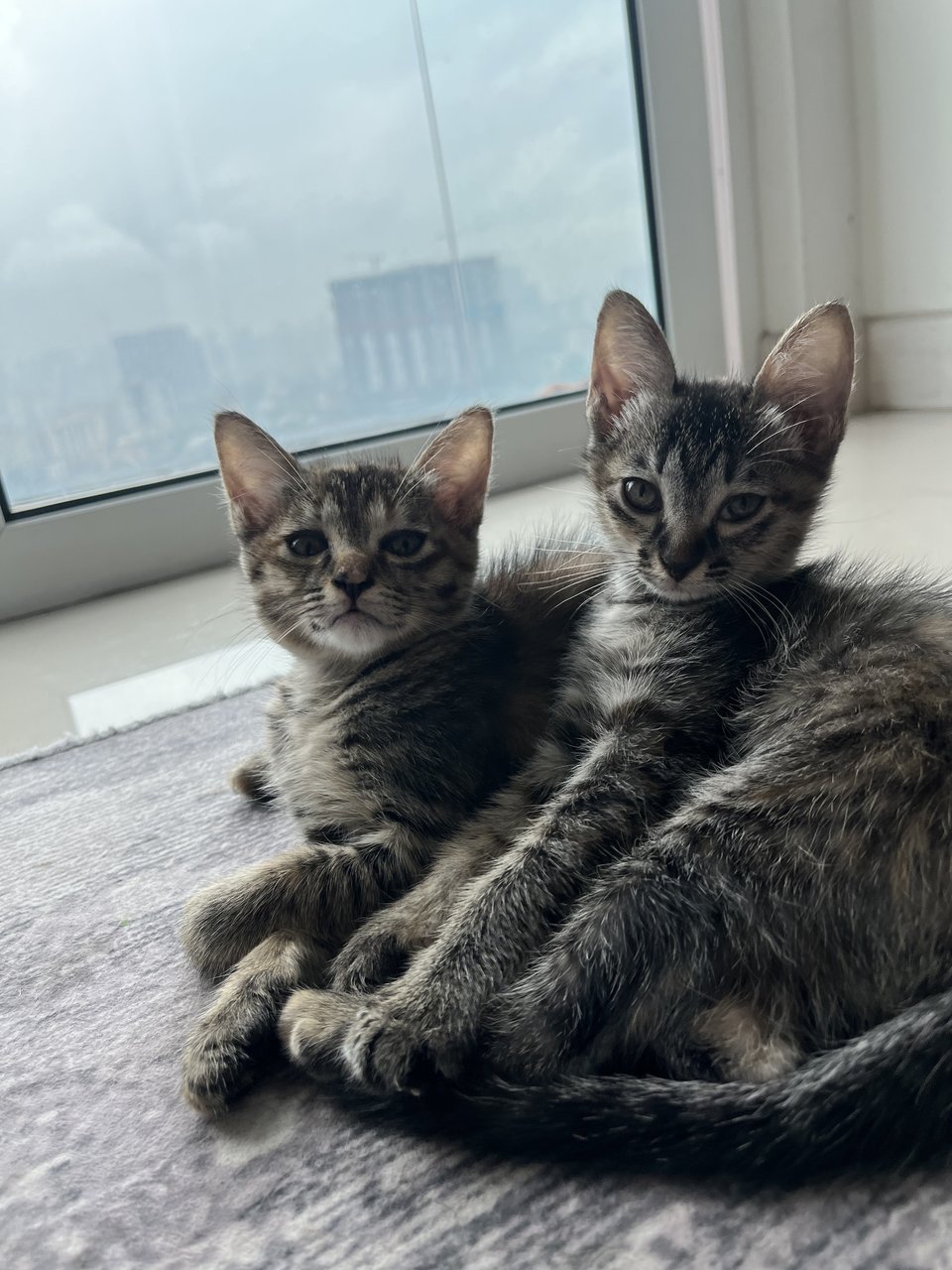 No Name (2kittens) - Domestic Short Hair Cat