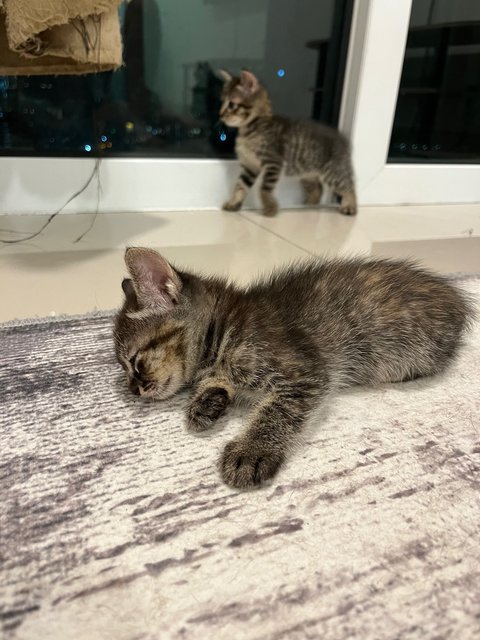 No Name (2kittens) - Domestic Short Hair Cat