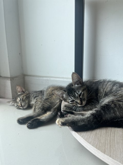 No Name (2kittens) - Domestic Short Hair Cat