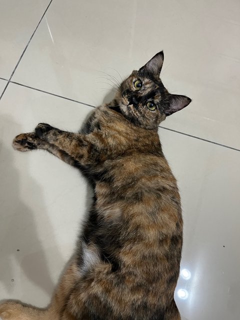 Coco - Domestic Short Hair Cat