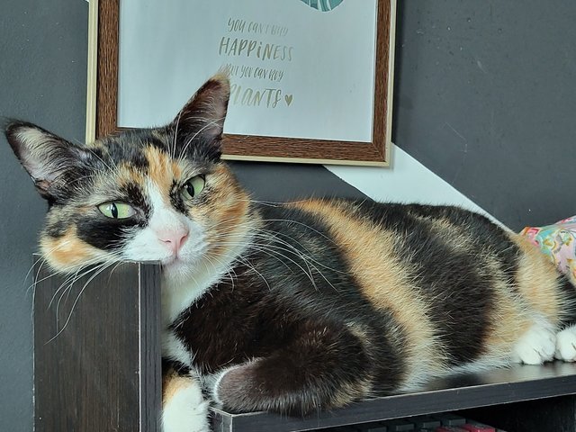 Ella - Calico Cat