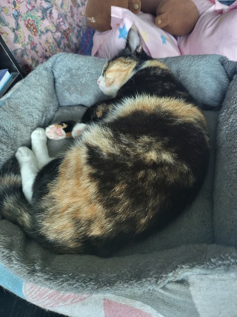 Ella - Calico Cat