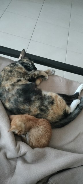 Ginger &amp; Mother - Domestic Short Hair Cat