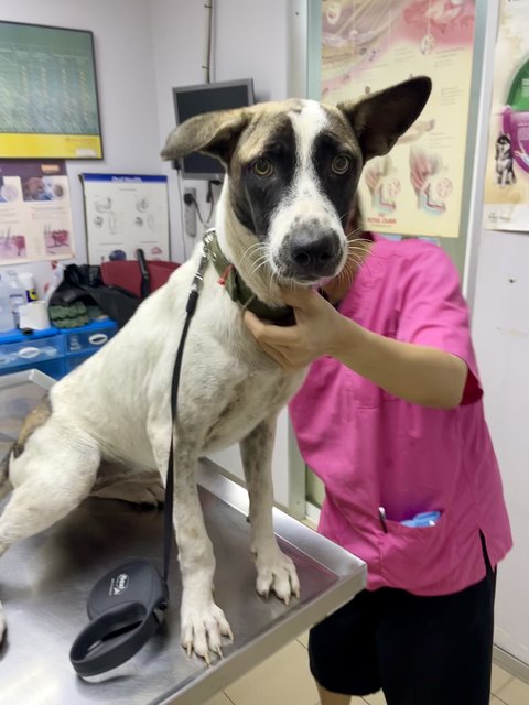 Phoebe looking scared at the vet