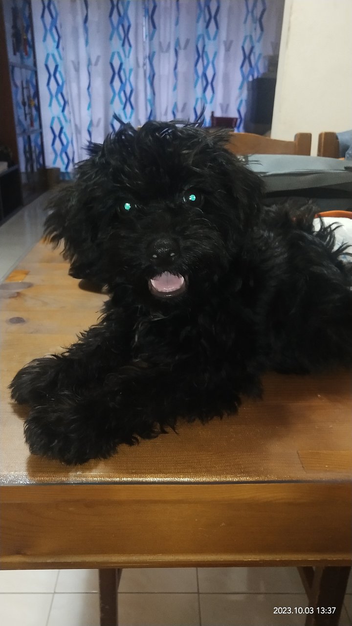 Shiro - Poodle Dog