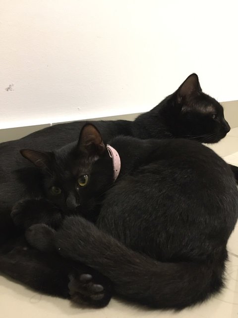 Shadow, Mysti &amp; Aurora (Urgent Adoption) - Domestic Short Hair Cat