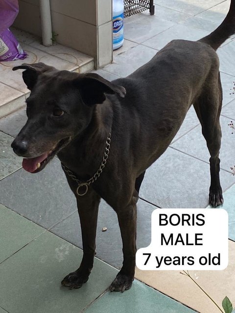 Boris - Mixed Breed Dog