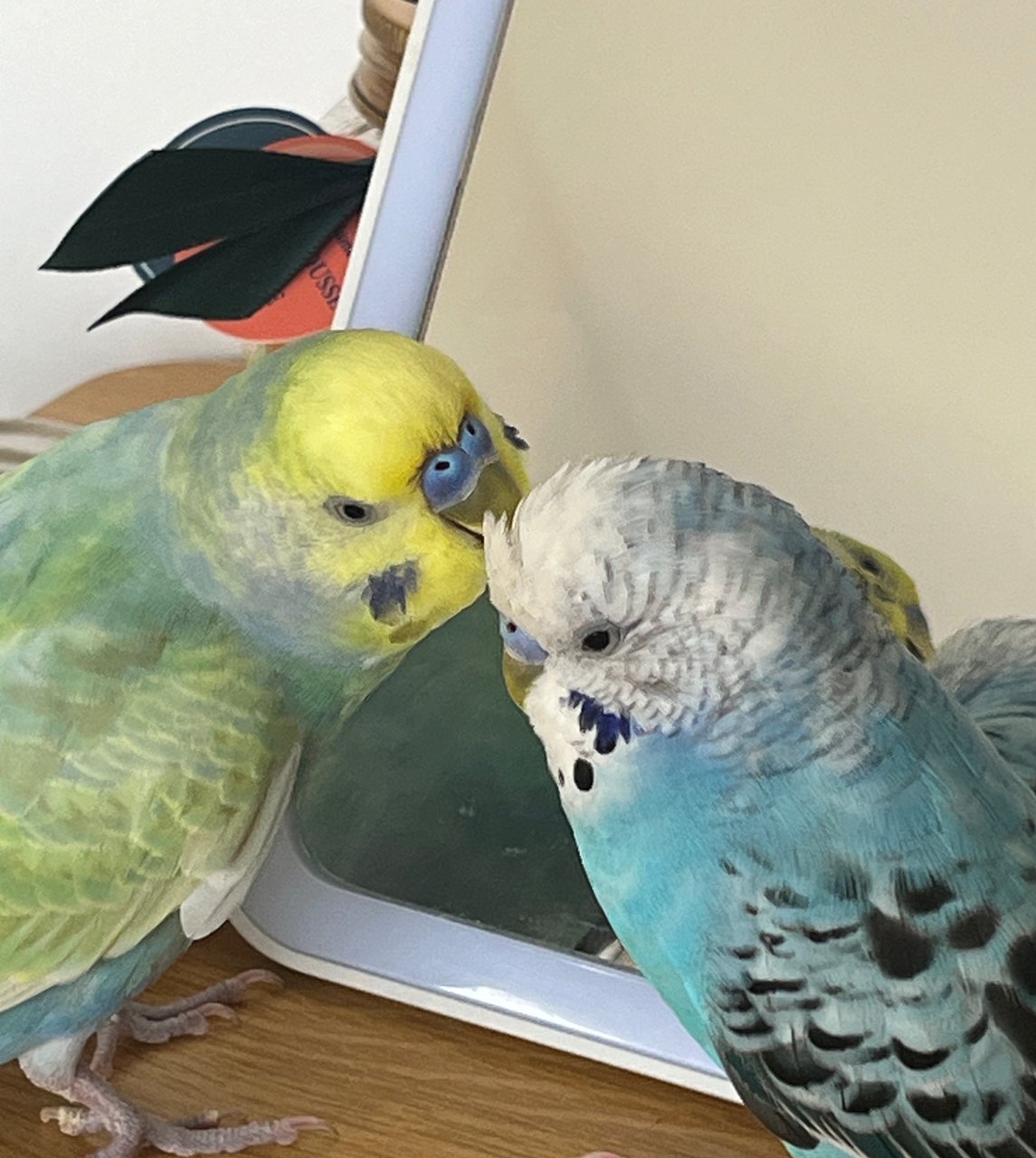 Pearl&amp; Faze - Budgie/Budgerigar Bird