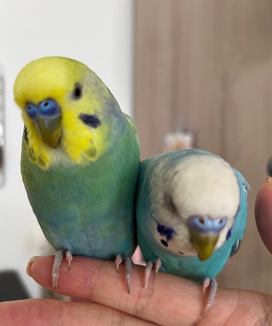 Pearl&amp; Faze - Budgie/Budgerigar Bird