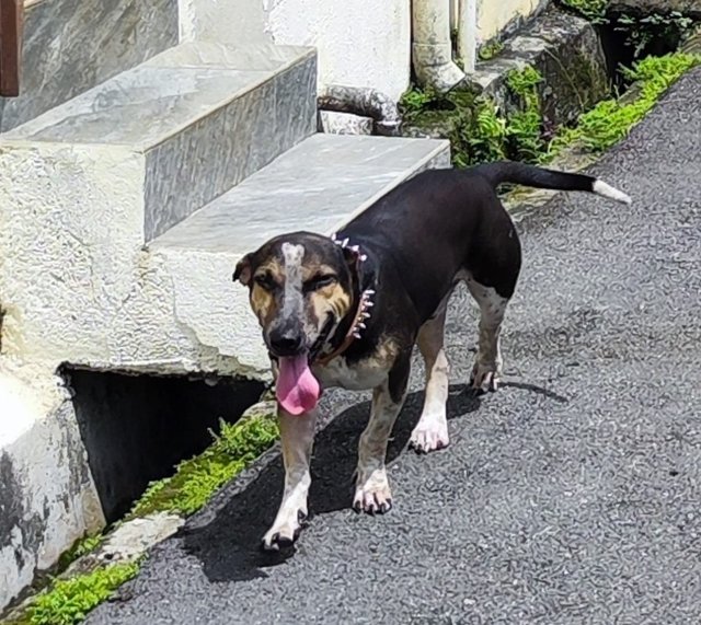 Lucky  - Mixed Breed Dog