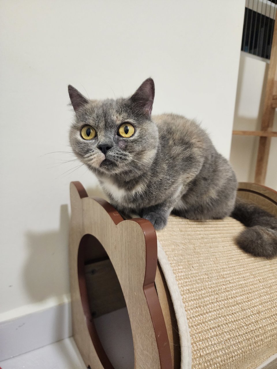 Molly - Tortoiseshell + Domestic Short Hair Cat