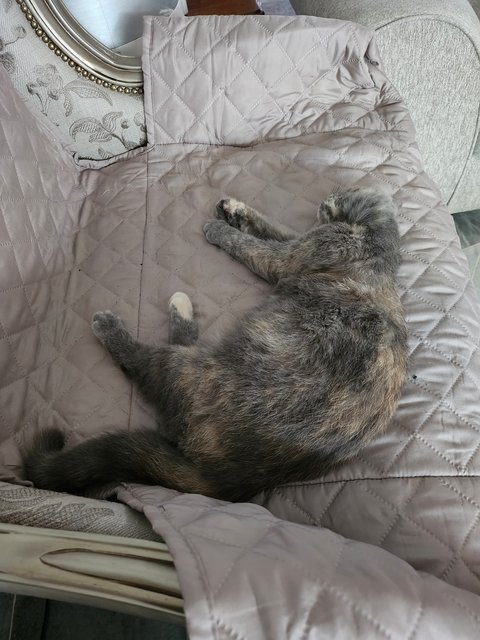 Molly - Tortoiseshell + Domestic Short Hair Cat