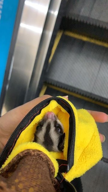 Roro - Sugar Glider Small & Furry