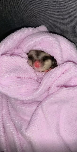 Roro - Sugar Glider Small & Furry