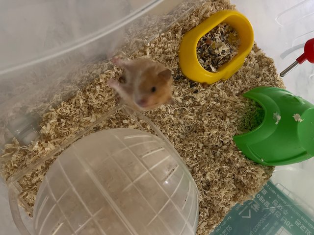 Ginger - Syrian / Golden Hamster Hamster