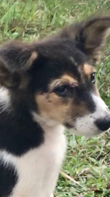 Female Puppies - Mixed Breed Dog