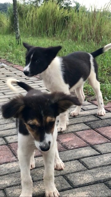 Female Puppies - Mixed Breed Dog