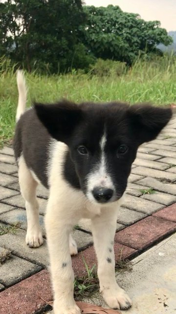 Female Puppies - Mixed Breed Dog